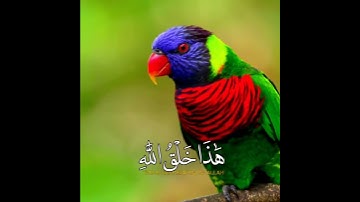 هذا خلق الله تلاوة خاشعة 💙بصوت القارئ براك الشمري 🎧
