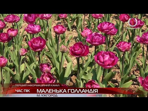 Ужгород перетворюється на маленьку Голандію