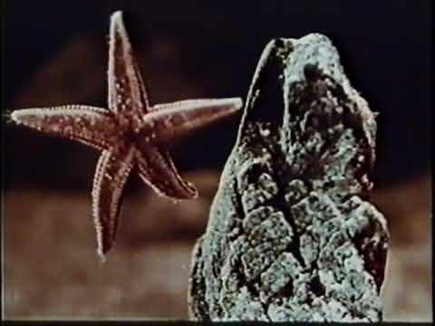 Starfish 1972 VHS
