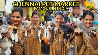 Chennai pet market with contact details| LIKE NEVER BEFORE