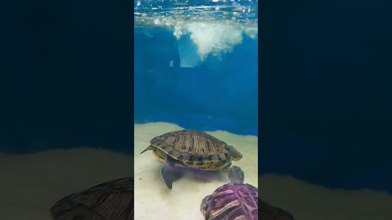 Turtle mating | 