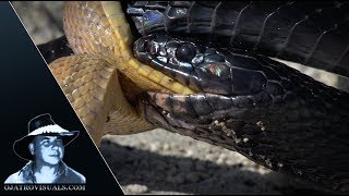 Indigo Eats Rat Snake 01 Footage