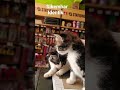 kembar identik!!! #cat