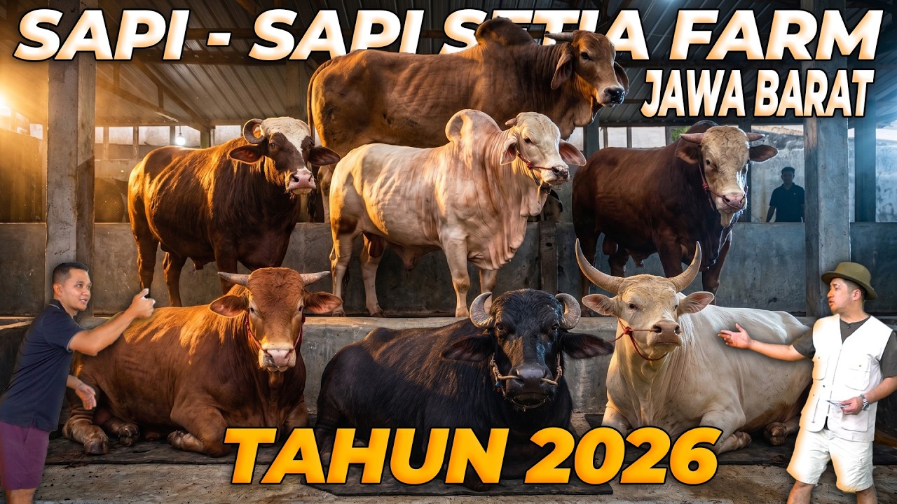 INI DIA SAPI QURBAN SPESIAL SETIA FARM JAWA BARAT TAHUN 2026! - YouTube