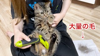 ファーミネーターで大量の抜け毛を刈り取られてしまった猫w