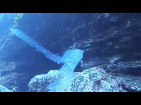 Underwater surprises in Gran Canaria camera iphone 8 plus apk