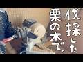 伐採した栗の木でグリーンウッドターニング！いい時間。【第185話】