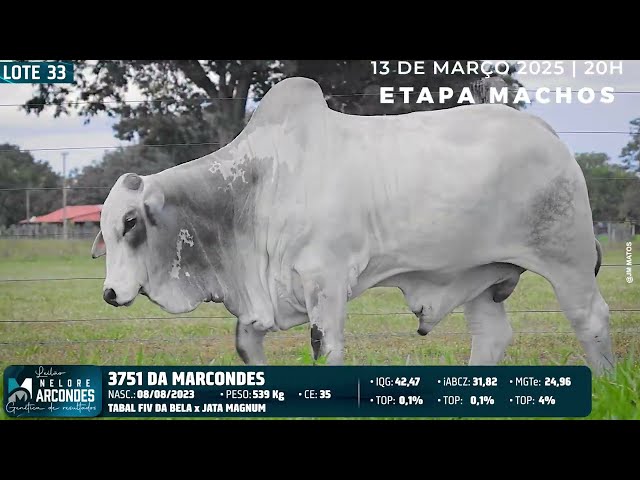 LOTE 33   MMAR 3751