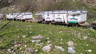 Arılar Papatyalar Içinde.. Facebook (Bilmek Anlamak) Sayfamdan Msj Atabilirsiniz