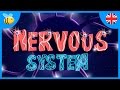 Understanding the Nervous System