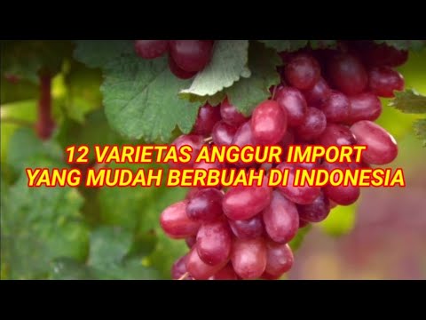 Video: Jenis Anggur Untuk Kebun - Apa Beberapa Varietas Anggur Umum
