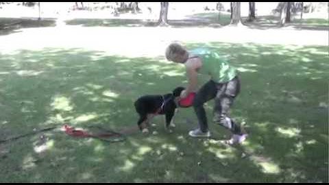 new Building Attention game 2  clicker dog training