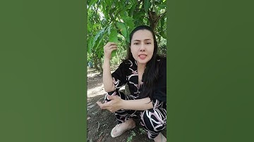 Công dụng của Lá xoài #shorts #thanhdongvlog