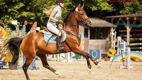 La Monte Bellina & Katharina Helm - Giesenbach 2014 A*- Springen - Fehler Zeit Mannschaft