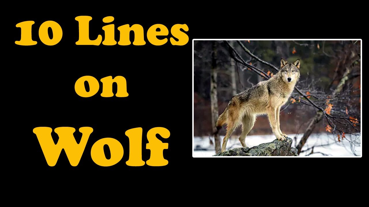 10 Lines on Wolf for Children and Students of Class 1, 2, 3, 4, 5, 6