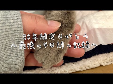 老猫20歳の最期の４日間の記録　　＃保護猫　＃老猫　＃看取り　＃猫