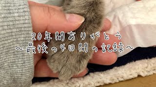 老猫20歳の最期の４日間の記録　　＃保護猫　＃老猫　＃看取り　＃猫