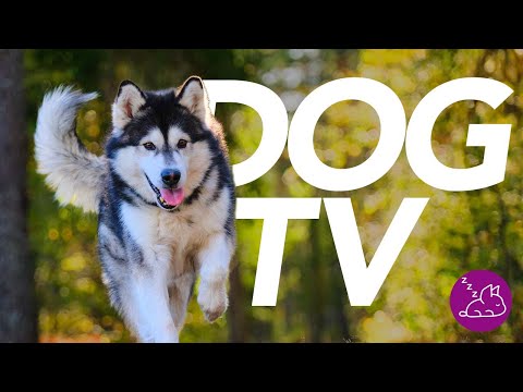 DOG TV - Virtual Forest Walk in 4K! Entertainment for Dogs