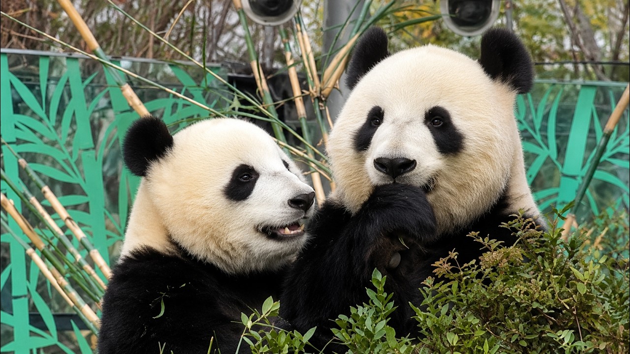 シャオレイの様子をお届け【未公開編】【上野動物園】ジャイアント