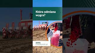 Posiane 14 odmian kukurydzy, która wygra?