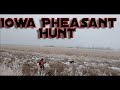Iowa Pheasant Hunt