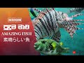 Amazing fish//පුදුම මාළු //素晴らしい魚