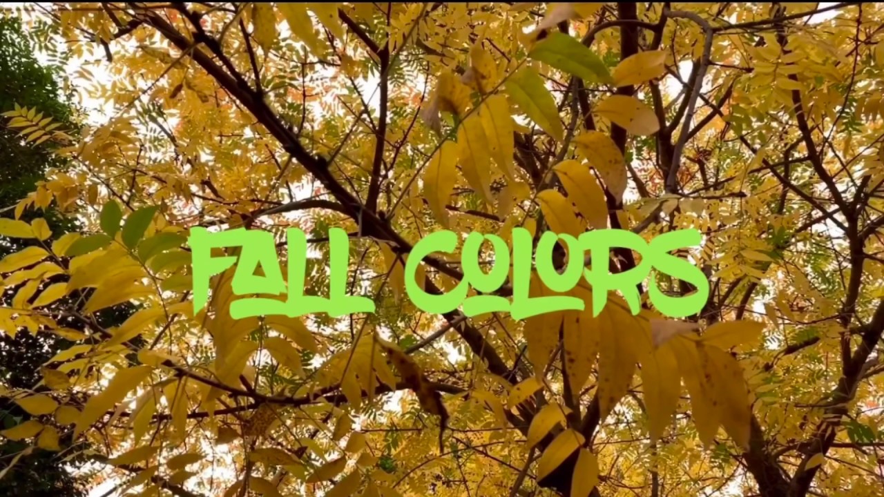 Fall Colors 2020 Learn making smartphones Videos Travel Stories