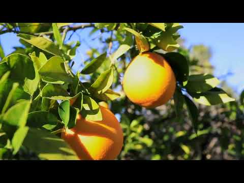45730 Corte Lerma, Temecula, CA home video tour