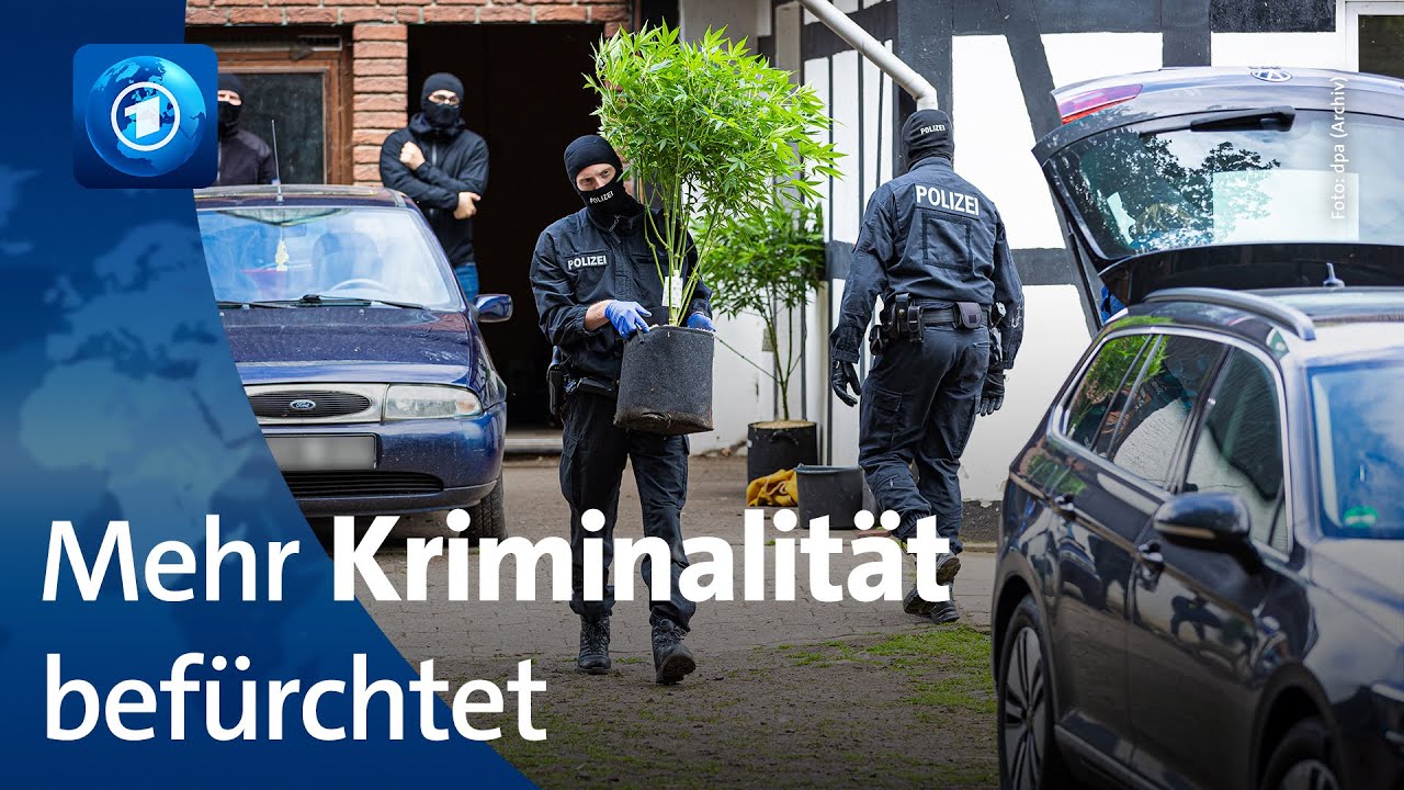 Teil-Legalisierung von Cannabis: Polizei in NRW befürchtet mehr organisierte Kriminalität
