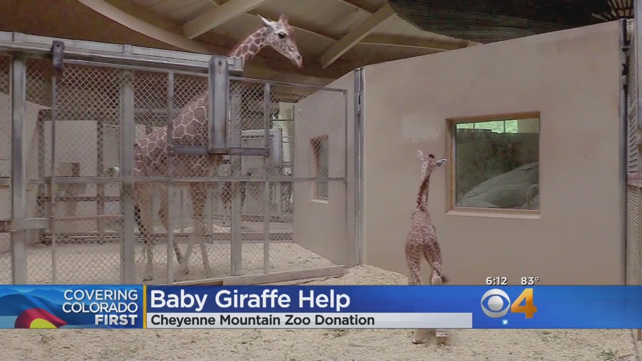 Colorado Zoo Helps Baby Giraffe Who Had Transfusion