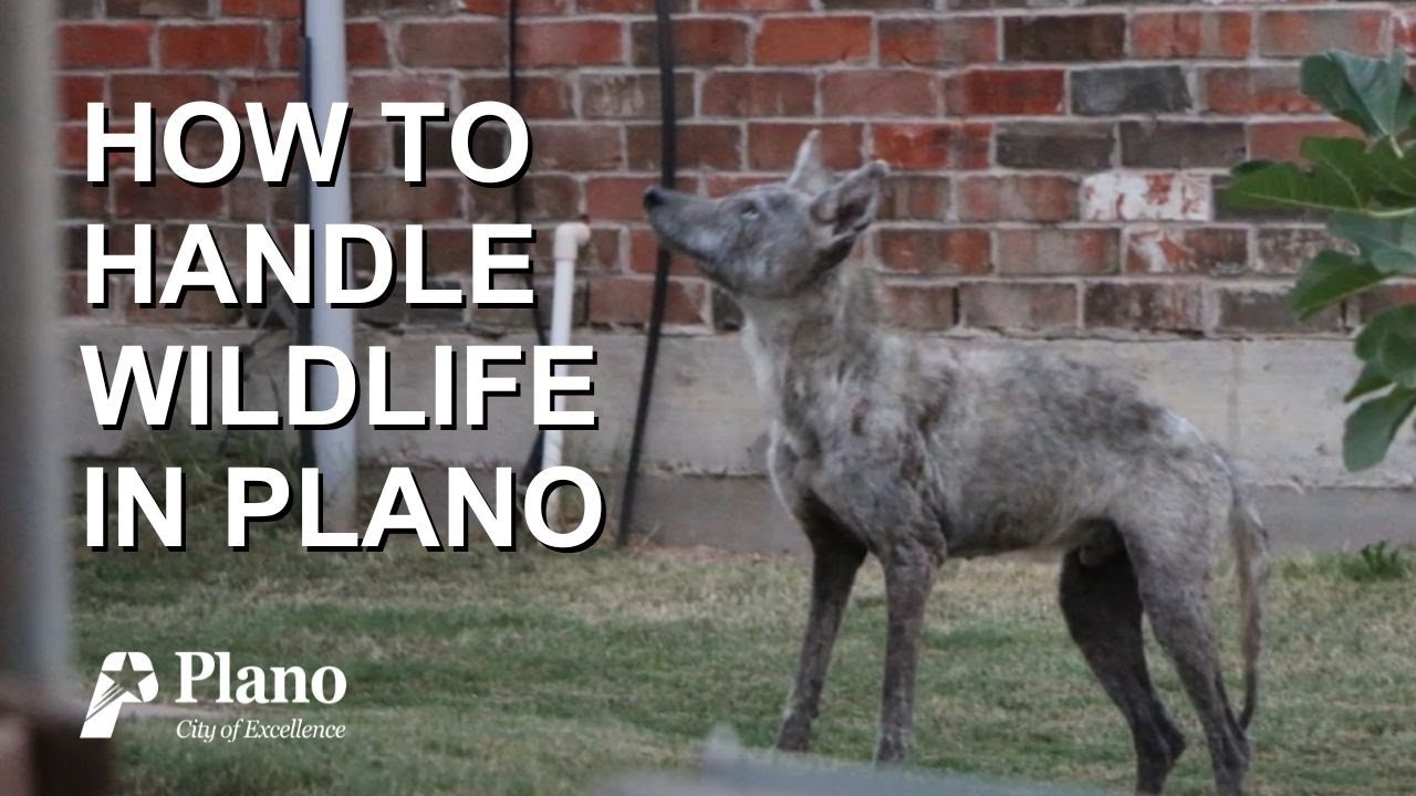 Plano Wildlife - What to Do and How to Live Alongside Them