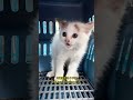 Abandoned Kitten Crying Under a Bridge Tiny Scared Kitten Still Trying to Survive