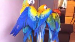 Yellow Camelot hybrid macaw parrots