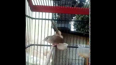 Masteran ciblek gunung paud gelombang tembak mati