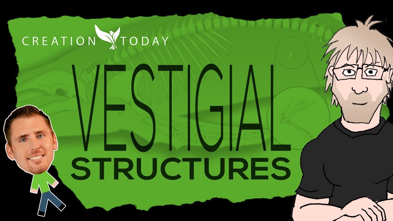 Vestigial Structures - Creation Today Claims