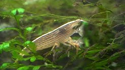 This Shrimp acts like a FILTER- Bamboo Shrimp