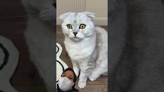 Kucing nakal #cute #funny #cats  #pets