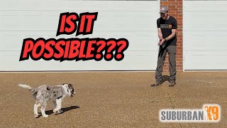 Off Leash Trained at 16 Weeks With No Treats?!?!?!?!? by Suburban K9 Dog Training 1,463 views 2 months ago 15 minutes