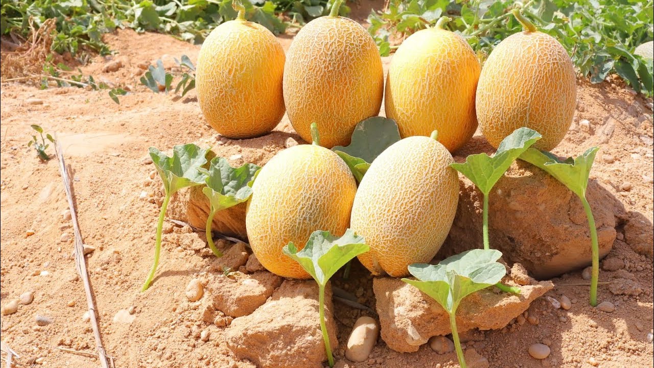 شمام هند شركة الكلثوم حصري شركة نيوبورن #هازيرا