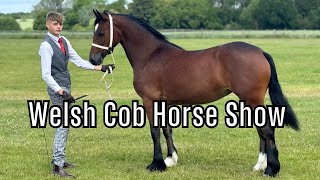 Come To Another Welsh Cob Horse Show With Us And Our Young Horse Ebby