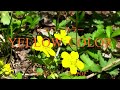 YELLOW COLOR イエローカラー 🎙️N. POP