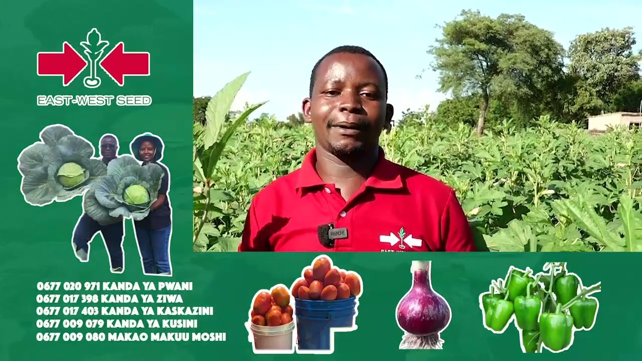 HII NDIYO SIRI YA KUEPUKA MAGONJWA KWENYE ZAO LA BAMIA