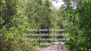 Berbagi Sedikit Cara Mikat Konin Metalik Yang Susah Turun...