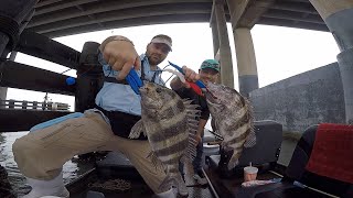 Secret Bait to catching Huge bridge monster Sheepshead every cast In beautiful Corpus Christi