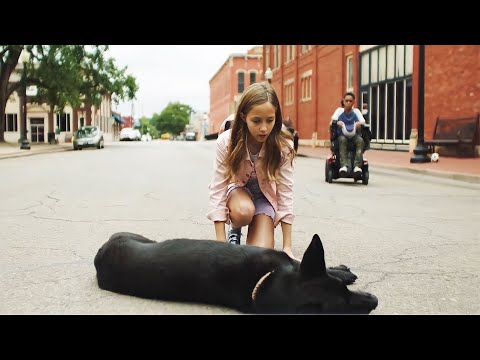 Vídeo: Como uma empresa planeja salvar as vidas de milhares de cães