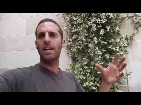 טרכלוספרמון יסמיני