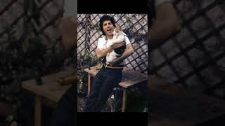 These 12 Photos of Freddie Mercury's Cat Obsession will Melt Your HEART #shorts