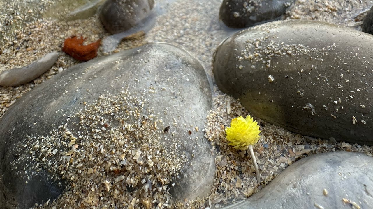 Act 1 Scent 1:  Do Tell Immortelle