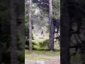 Ref:FswMYiBy48Q Bigfoot sighting! - park ranger captures chilling video 