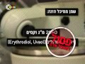 כלבוטק זיופים בשמן זית